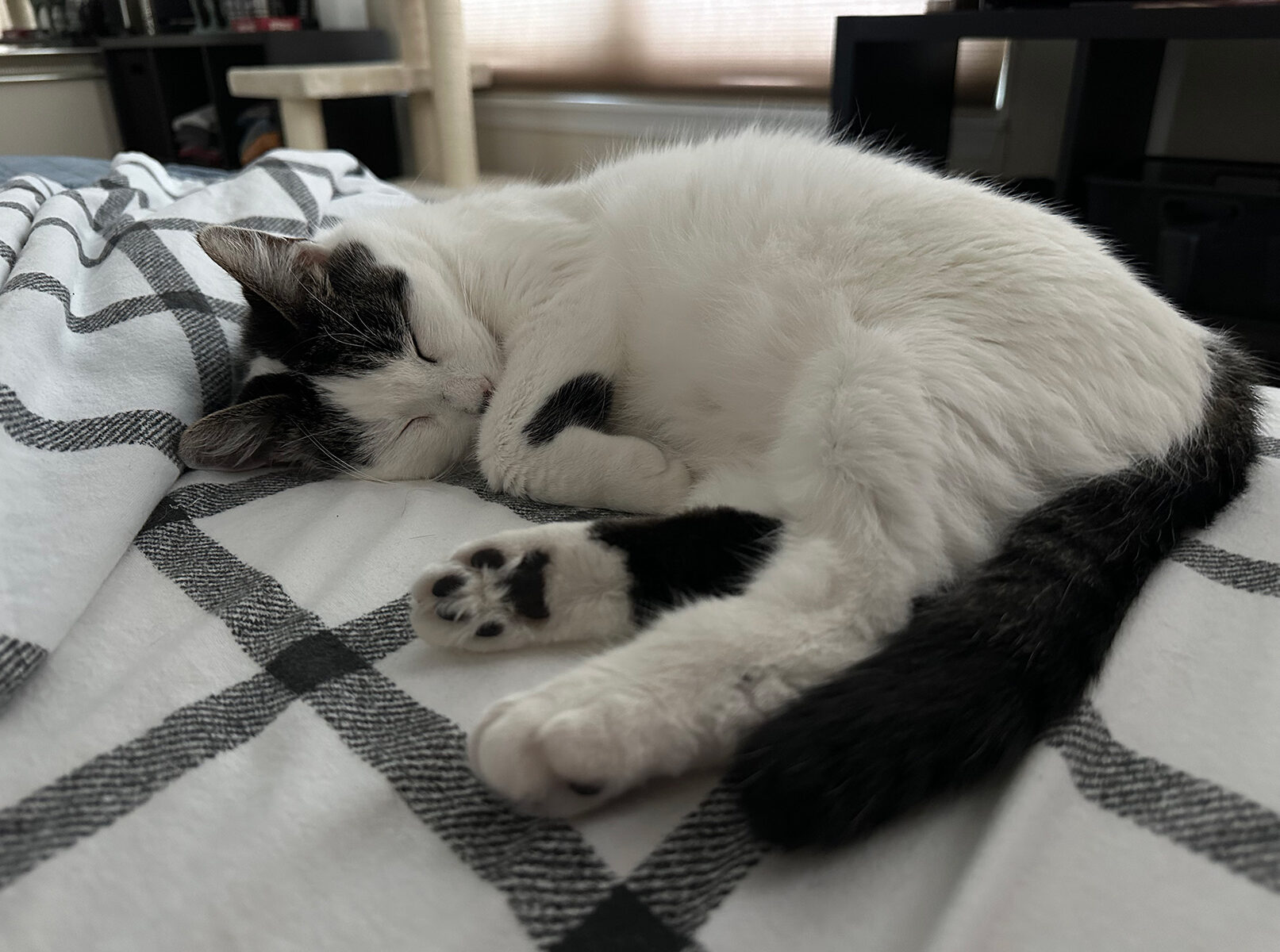 Eilonwy (cat) curled up on a bed sleeping