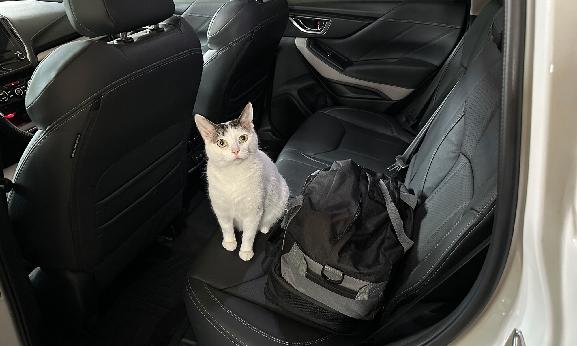 Cat in back seat of car